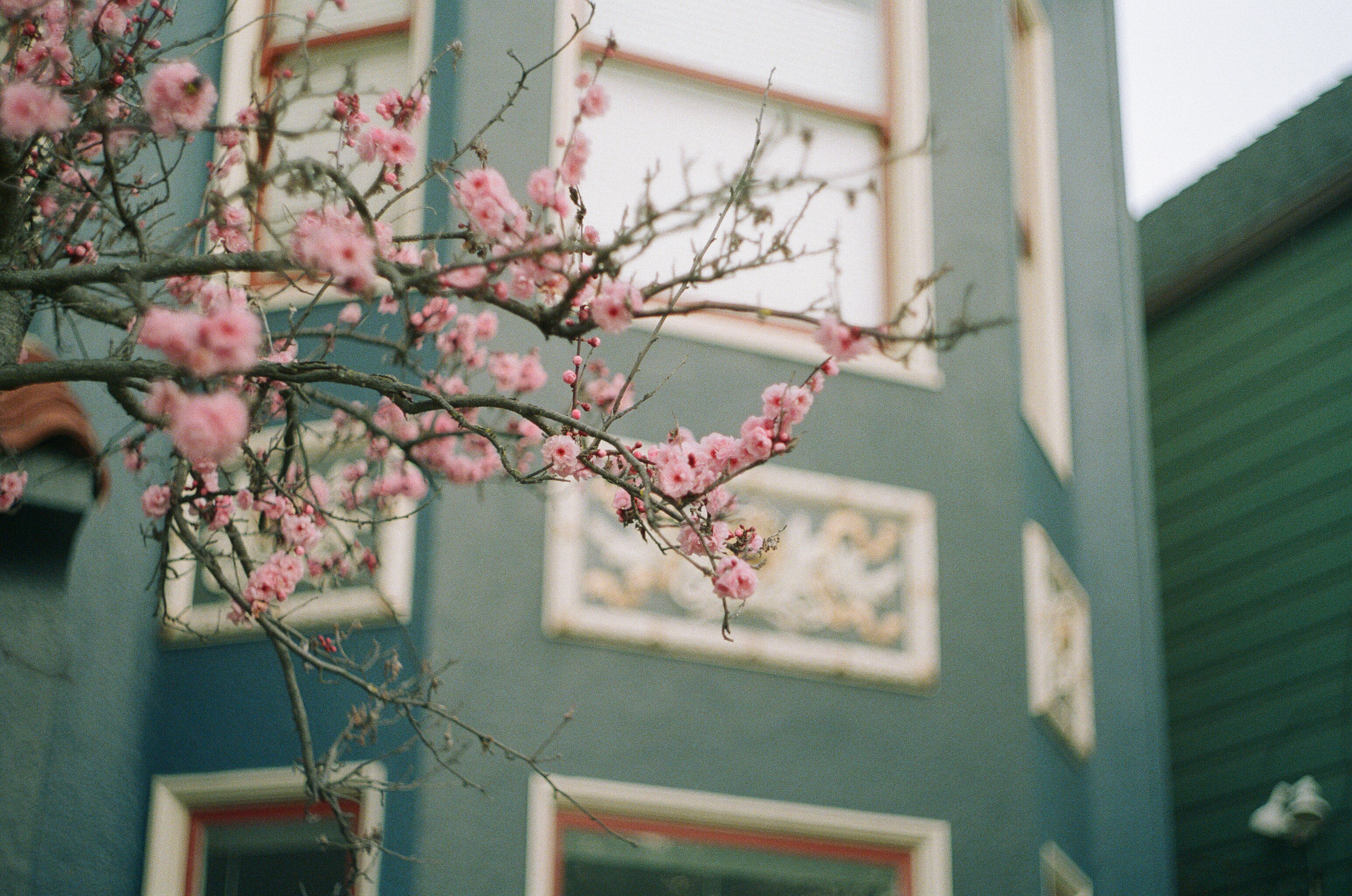 Plum blossoms