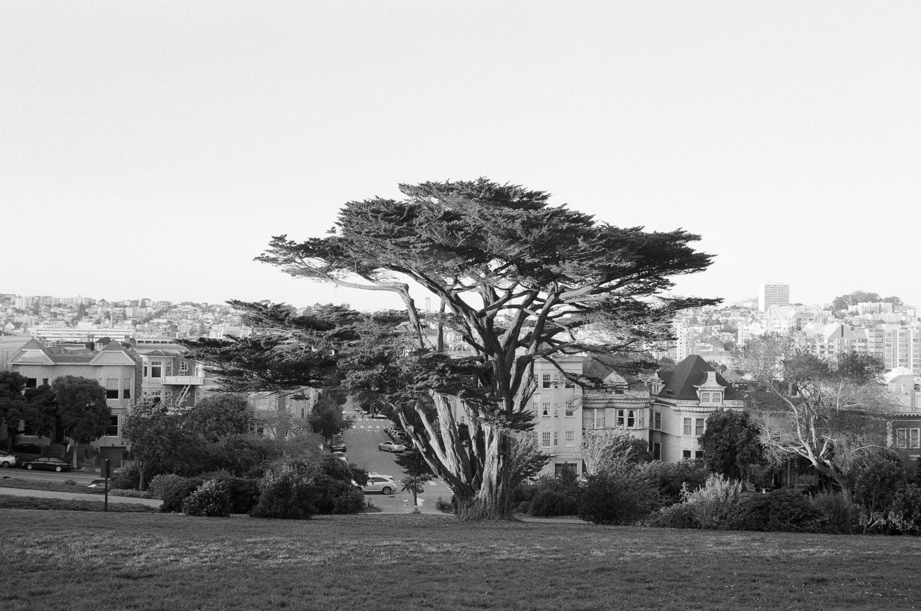 Alamo Cypress