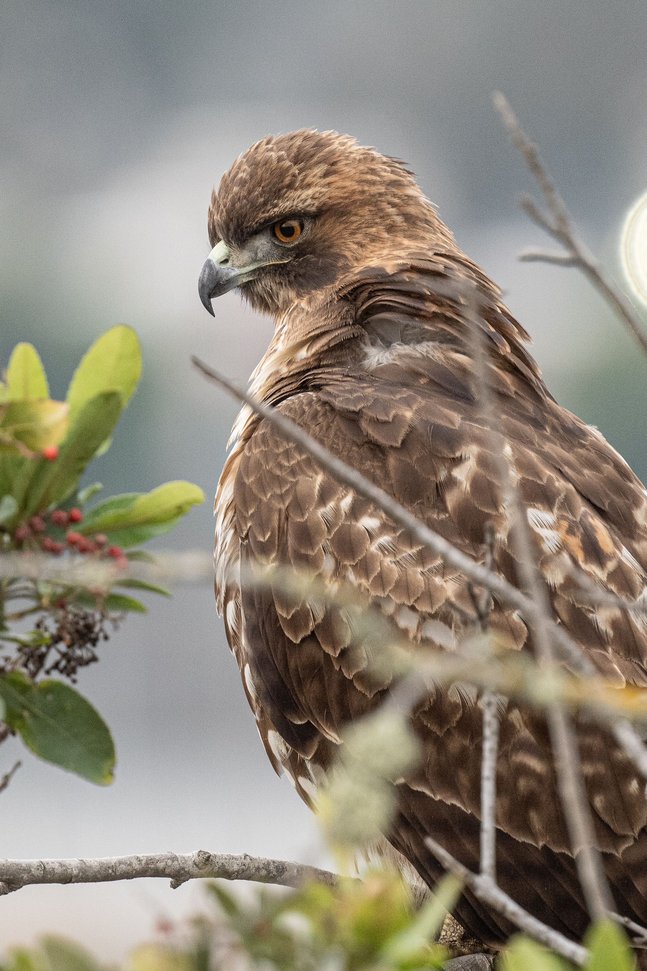 Red-Tailed Hawk