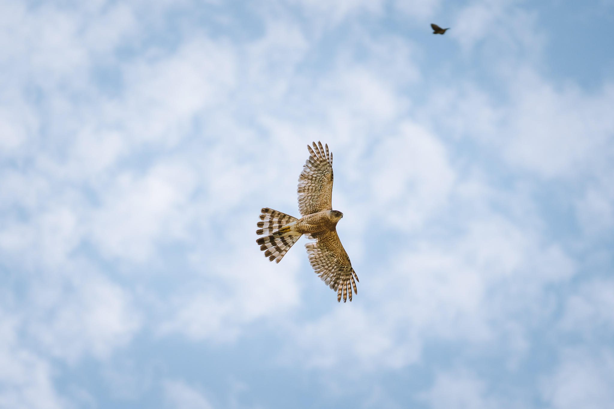 Hawk