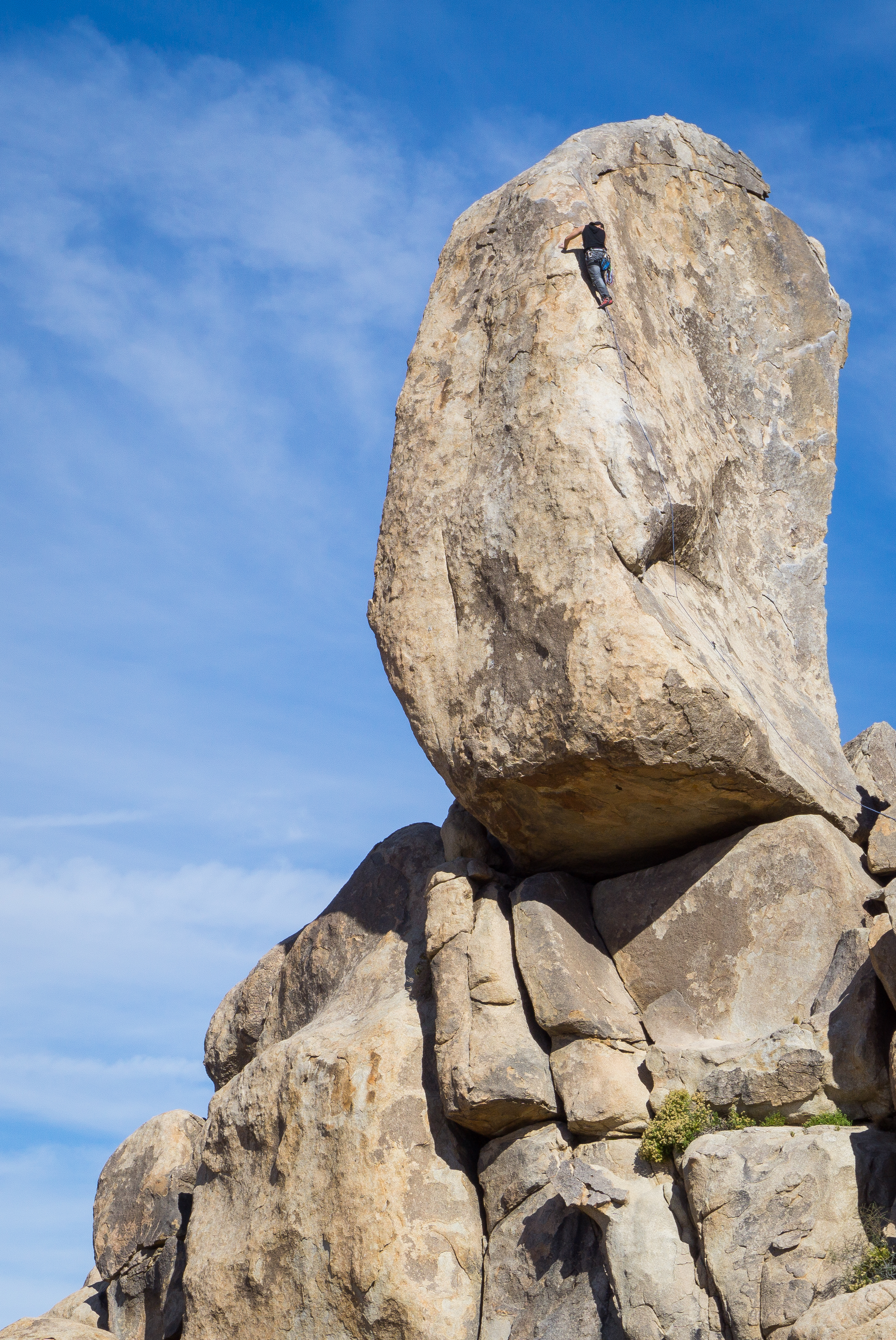 SW Corner, Joshua Tree